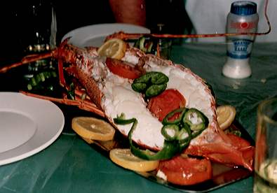 Just one of the lobsters!
